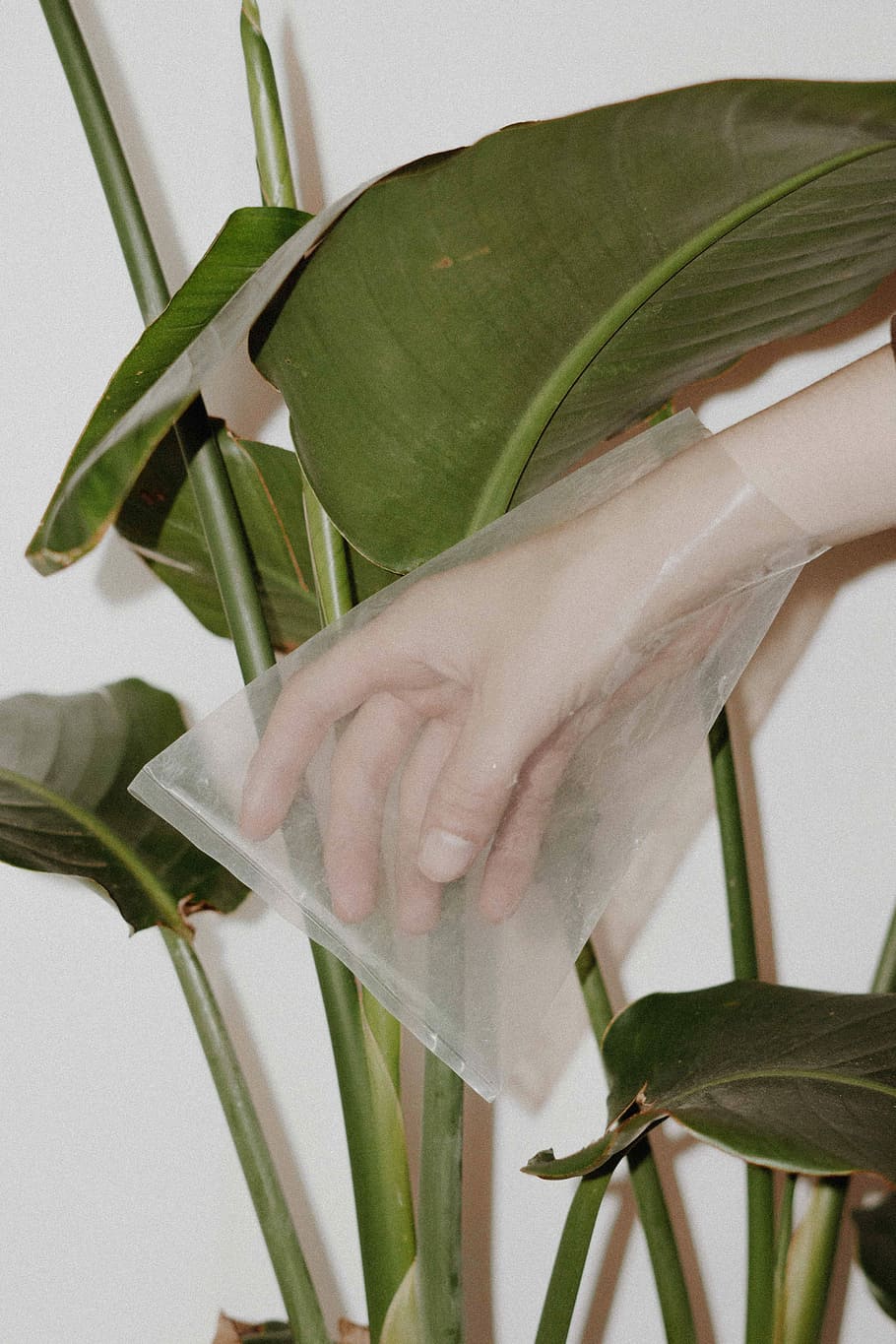 person with plastic bag on hand, person covering hand with plastic pack HD wallpaper