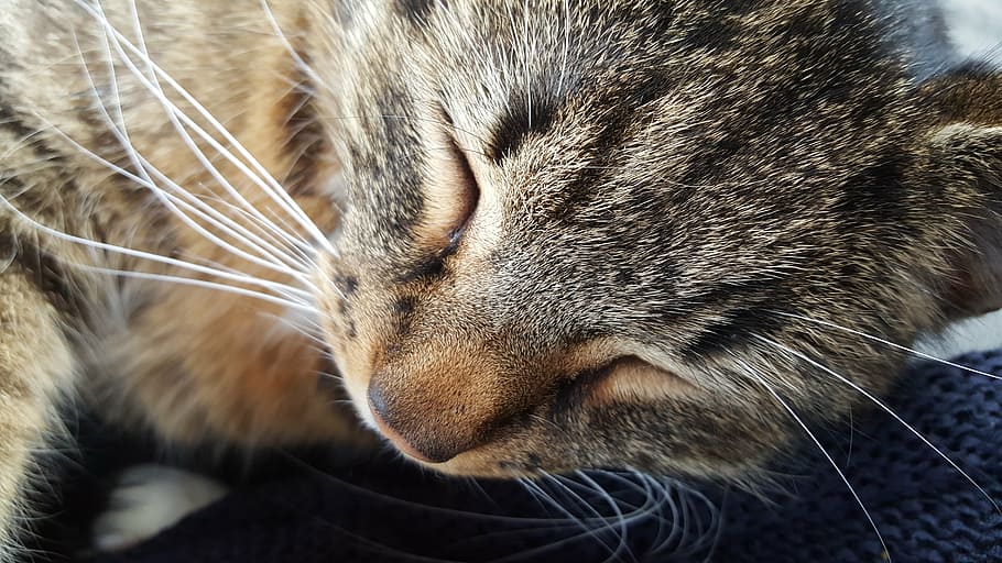 cats, pet, cat face, sleep, animal, whiskers, mammal, animal themes HD wallpaper