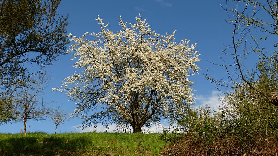 spring, tree, flowers, white blossom, nature, landscape, blue HD wallpaper