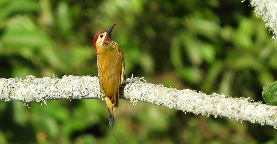 nature, ave, wild, carpenter, colombia, animal themes, one animal HD wallpaper