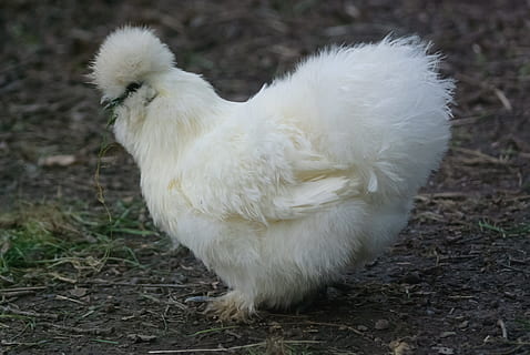 pen, backyard, hen, hen silk, white, poultry, animal, low court HD wallpaper