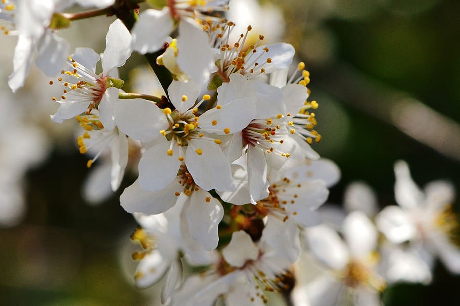 spring, blossom, bloom, nature, plant, tree, garden, white HD wallpaper