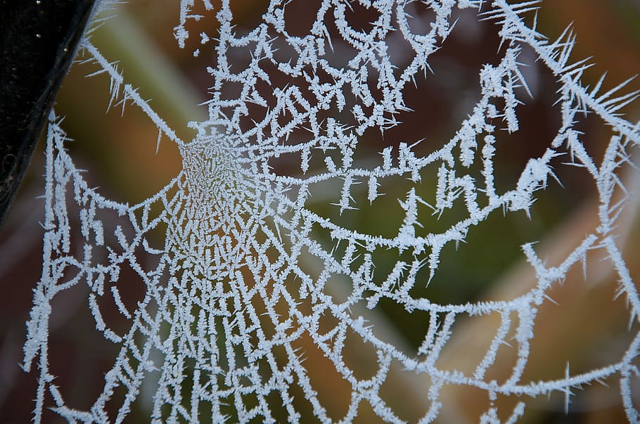Frosty, Web, Spider, Spider Web, close-up, no people, indoors HD wallpaper
