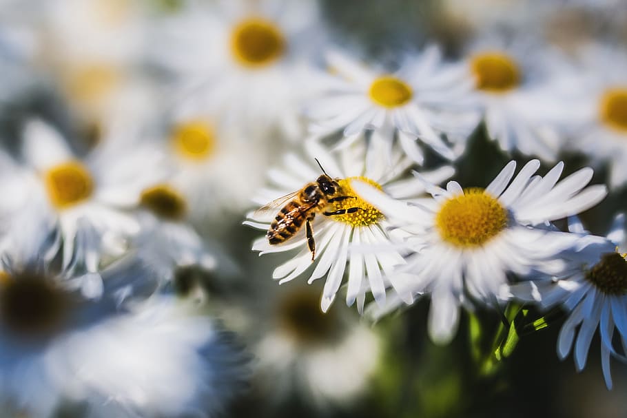 nature, flower, flora, close up, season, bee, summer, outdoors HD wallpaper