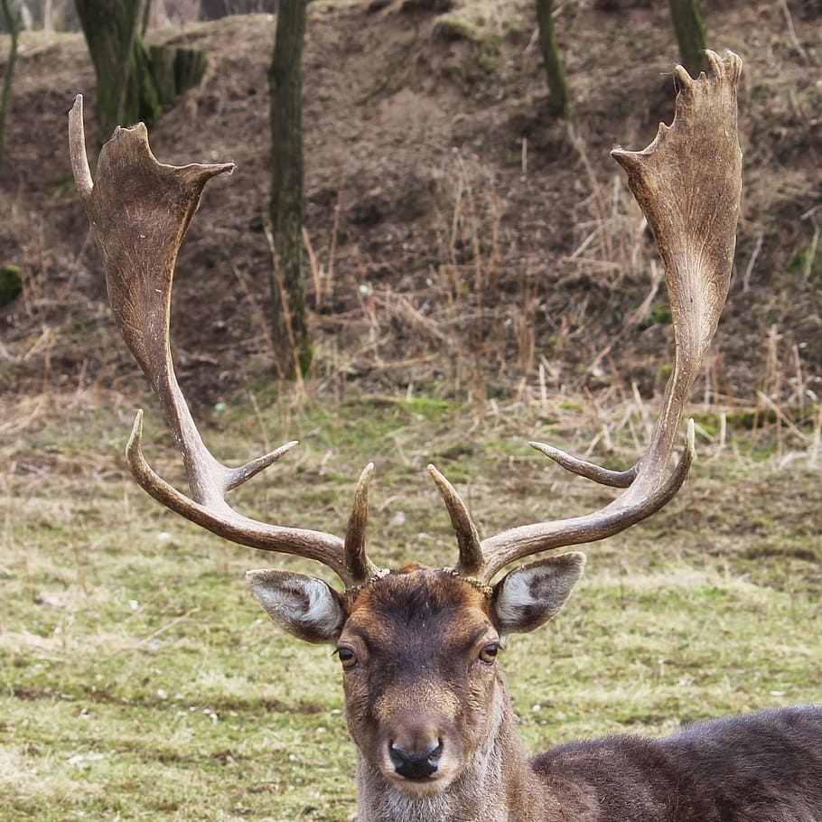 Hirsch, Fallow Deer, Deer, Forest, Winter Time, meadow, wildlife photography HD wallpaper