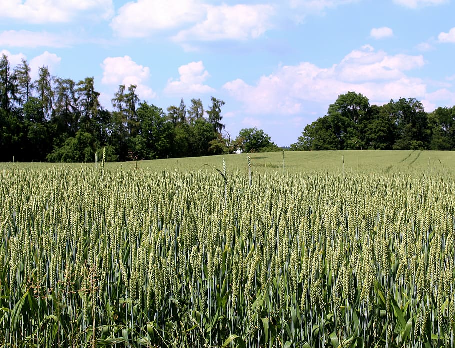 wheat, wheat field, cereals, trees, sky, clouds, plant, growth HD wallpaper