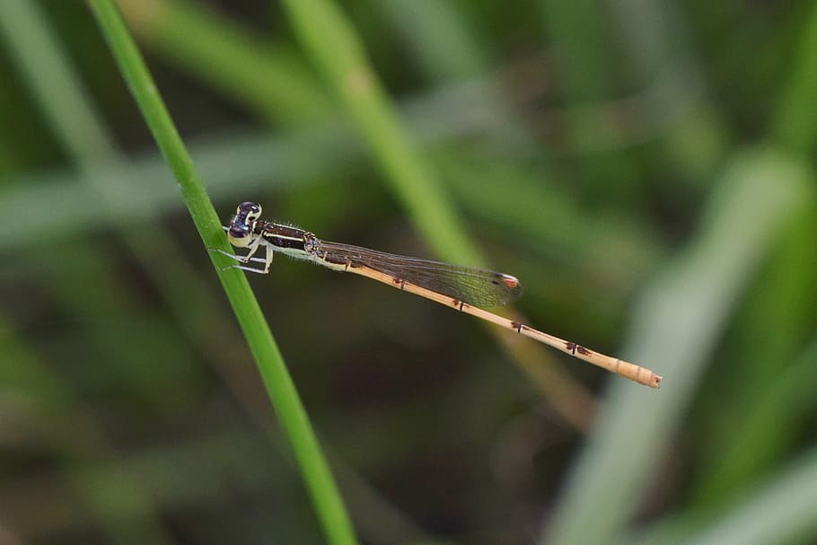 damselfly, insect, insectoid, winged, bug, flying insect, winged insect, HD wallpaper