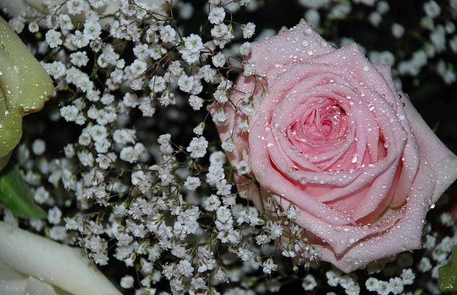 pink rose with white flowers, Flower, Bouquet, Leaf, Nature HD wallpaper