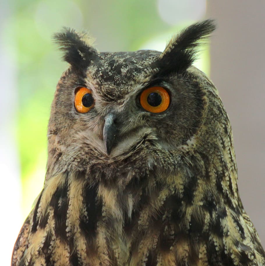 macro shot photography of owl, Sowa, Bird, Nature, Eyes, Animals, HD wallpaper