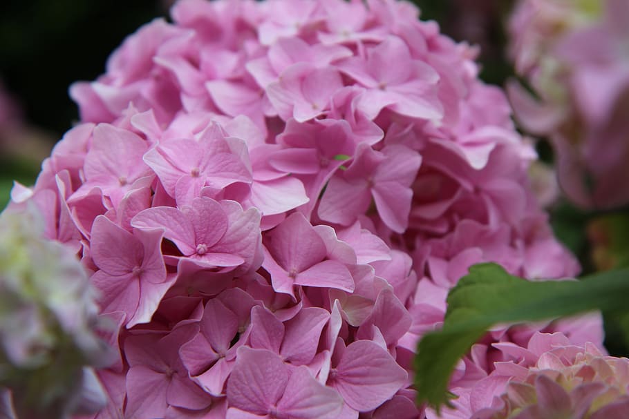hydrangea, pink hydrangea, flowering, summer, flowering plant HD wallpaper