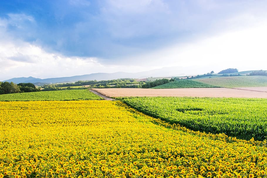 japan, hokkaido, biei, sunflower, country, landscape, yellow, HD wallpaper