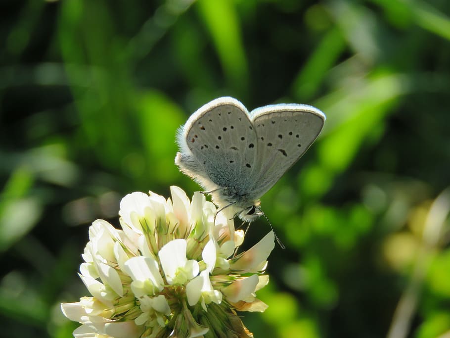 butterfly, moth, insect, flower, flowering plant, animal themes HD wallpaper
