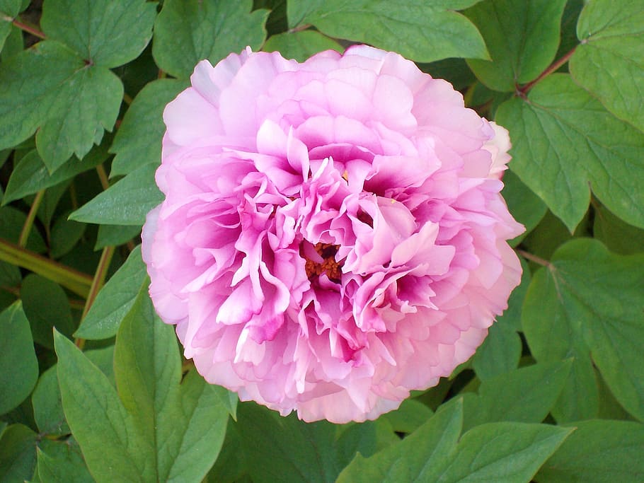 nature, flower, flowering plant, petal, beauty in nature, pink color HD wallpaper