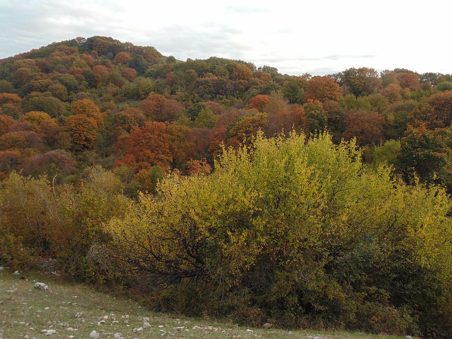 autumn, trees, forest, colors, yellow, green, red, leaves, nature HD wallpaper