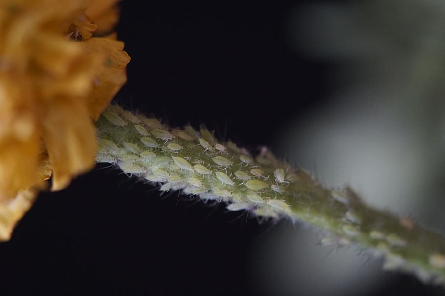 pests, lice, aphids, vermin, branch, infestation, lice infestation HD wallpaper