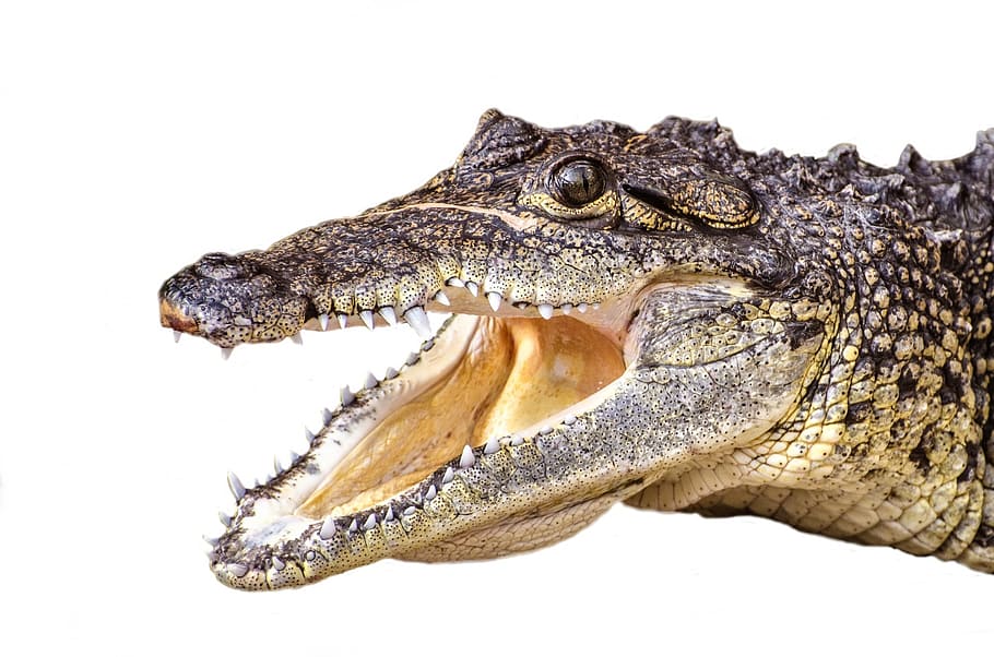 brown alligator, swamp, snout, cold, threatened, river, carnivorous HD wallpaper