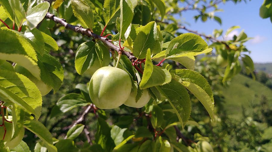 erik, plum, fruit, green, macro, natural, close photo, forest HD wallpaper