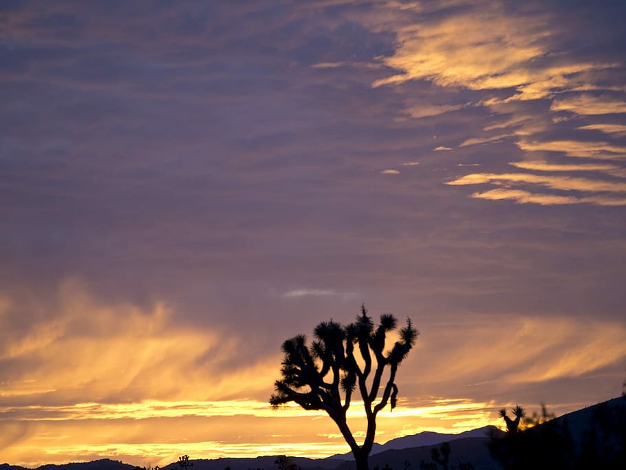 Sunset, Landscape, Hills, Joshua Tree, silhouettes, desert HD wallpaper