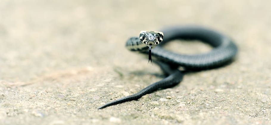 selective focus photography of black snake on ground, grass snake