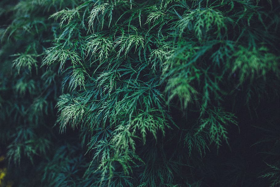 green, leaves, plants, nature, green color, tree, growth, coniferous tree HD wallpaper