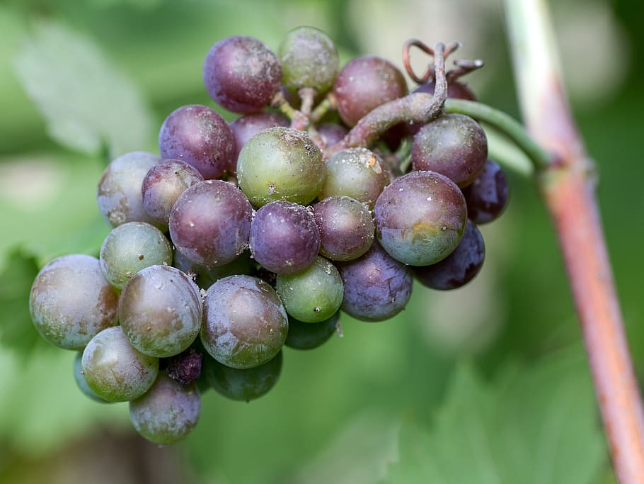grapes, fruit, red, winegrowing, immature, growth, freshness HD wallpaper