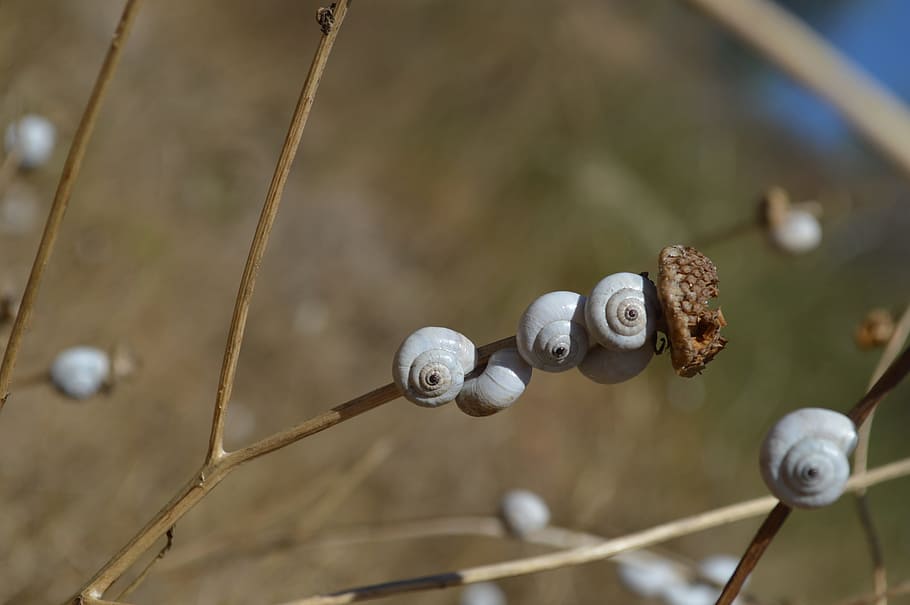 Snail, Group, Nature, Dry, snails, drought, plant, focus on foreground HD wallpaper