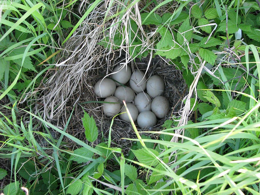 HD wallpaper: duck nest, eggs, unknown species, duck island, deer rock ...