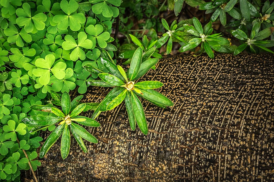 green leafed plant on ground, Shamrock, Clover, Grass, Spring, HD wallpaper