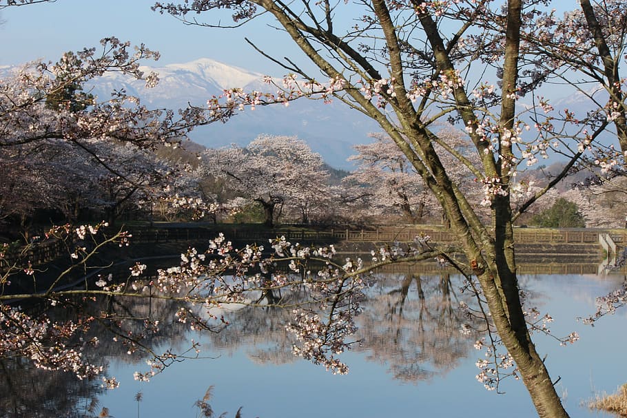 chaya marsh park, cherry, watari, azumayama, fukushima, tree, HD wallpaper