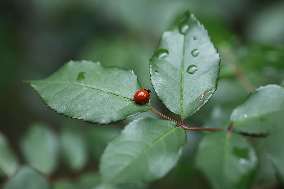 ladybug, insect, detail, leaf, close, beetle, green, background HD wallpaper