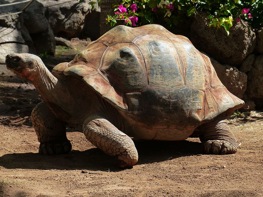 brown and gray tortoise, african spurred tortoise, turtle, large