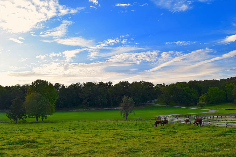 rural, pasture, green, grass, cows, sunset, clouds, landscape HD wallpaper