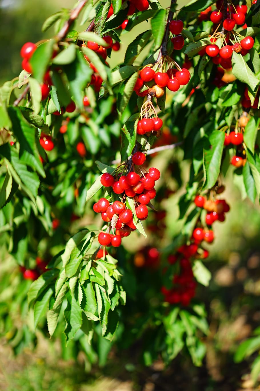 Hd Wallpaper Cherries Cherry Sour Cherries Red Fruits Ripe