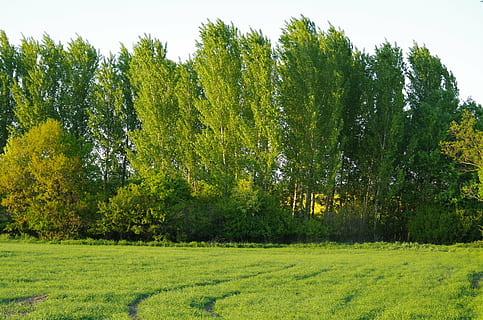 forest, trees, field, nature, country, priroda, plant, green color HD wallpaper