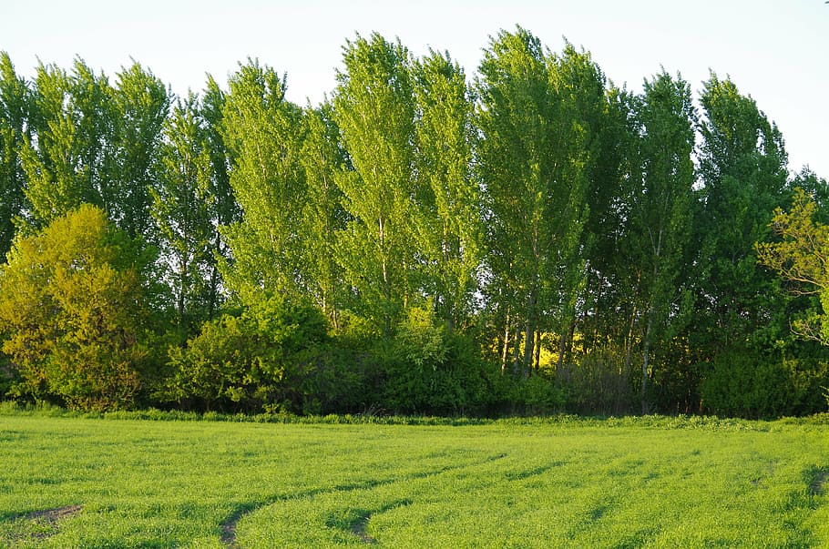 forest, trees, field, nature, country, priroda, plant, green color HD wallpaper