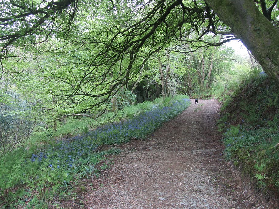 green leafed tree near dog, wales, walk, path, bluebell, track HD wallpaper