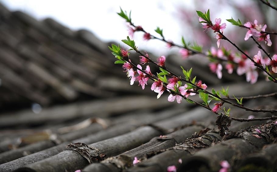 shallow focus of pink flowers, peach blossom, spring, diaojiaolou, HD wallpaper