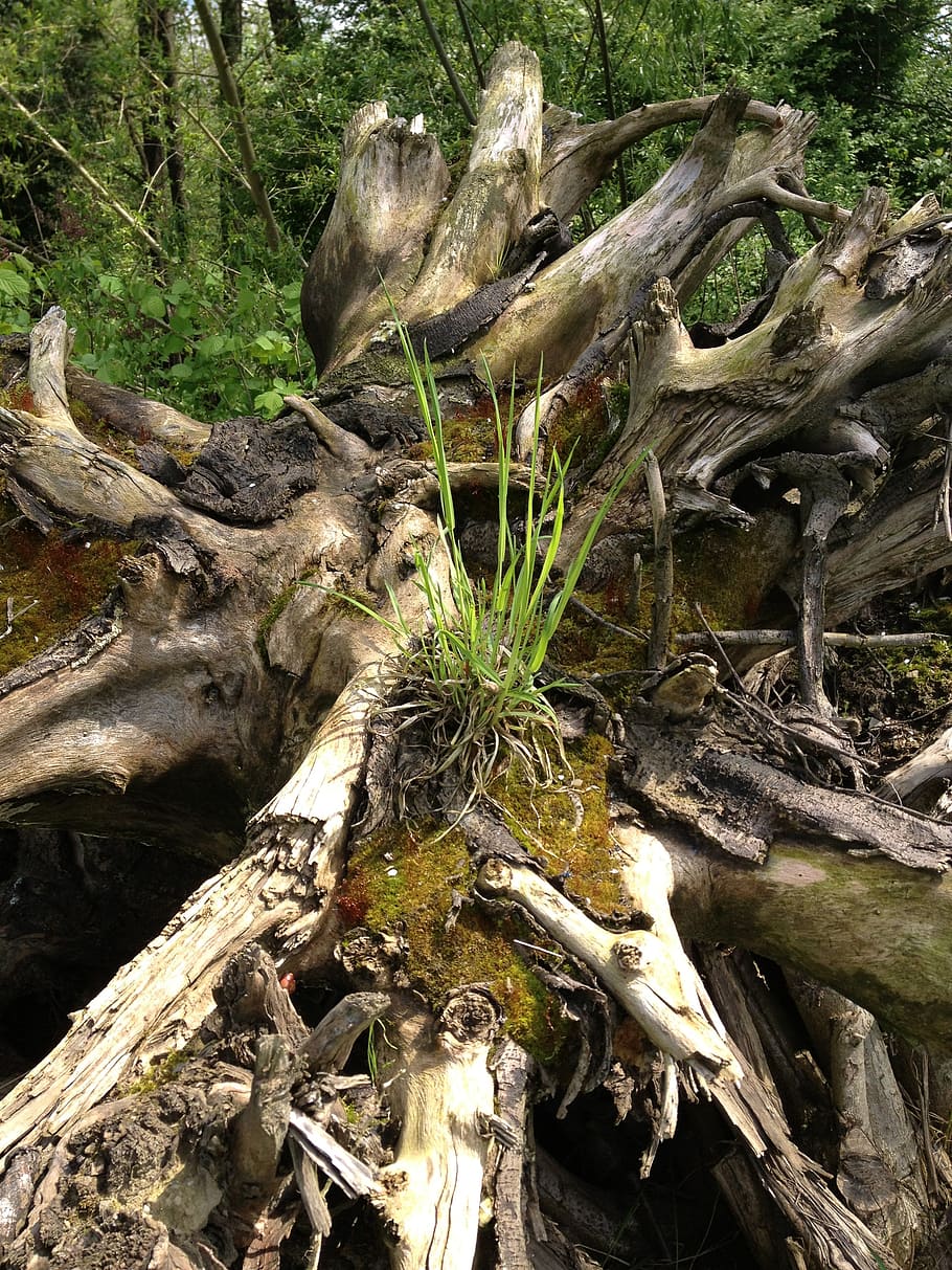 root, forest, nature, trees, green, brown, plant, wood - material HD wallpaper