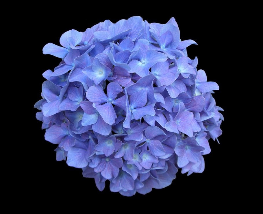 purple hydrangeas in bloom close-up photo, blue, flower, floral HD wallpaper