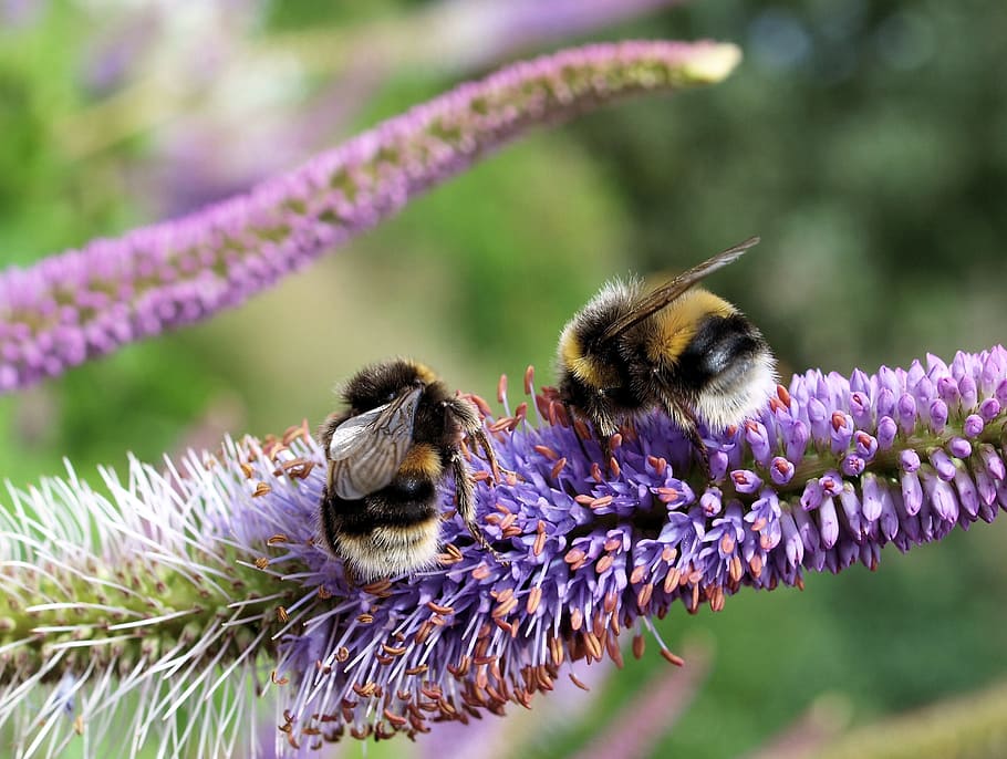 bees, flower, garden, insect, animal themes, flowering plant HD wallpaper