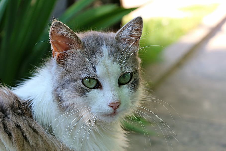 selective focus photography of white and gray cat on gray concrete surface HD wallpaper