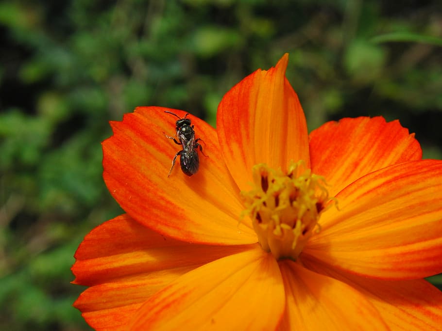 Flower, Bee, Orange, Nature, Insect, spring, cute, plant, summer HD wallpaper