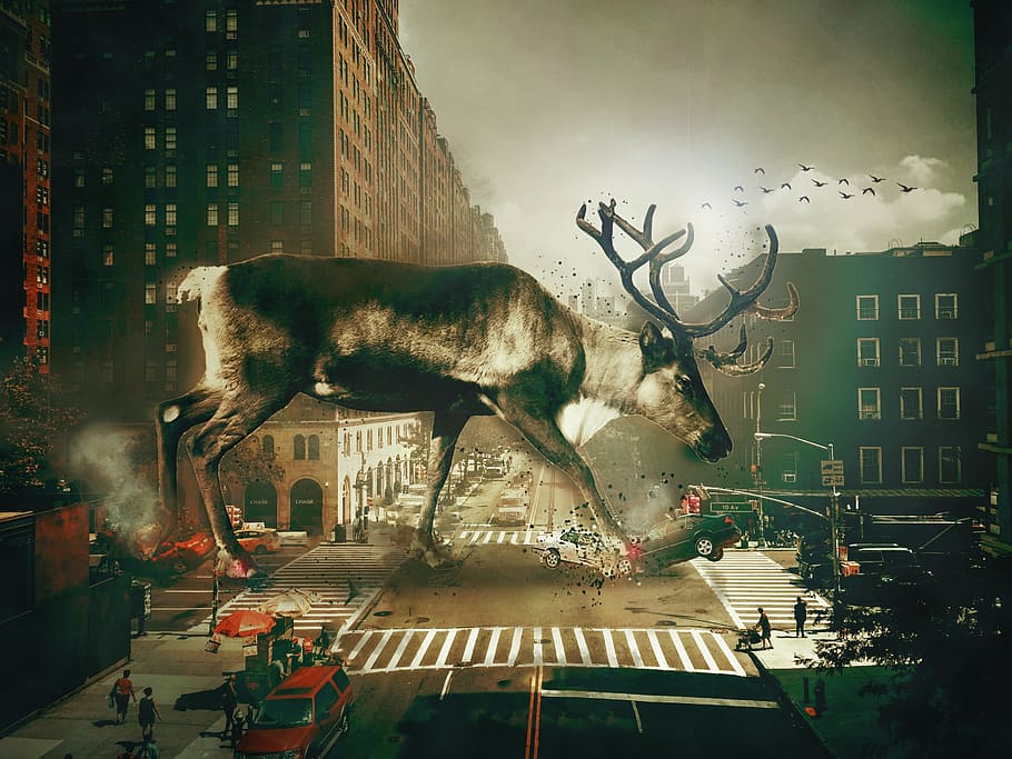 manipulation, animals, city, art, fine arts, building exterior HD wallpaper