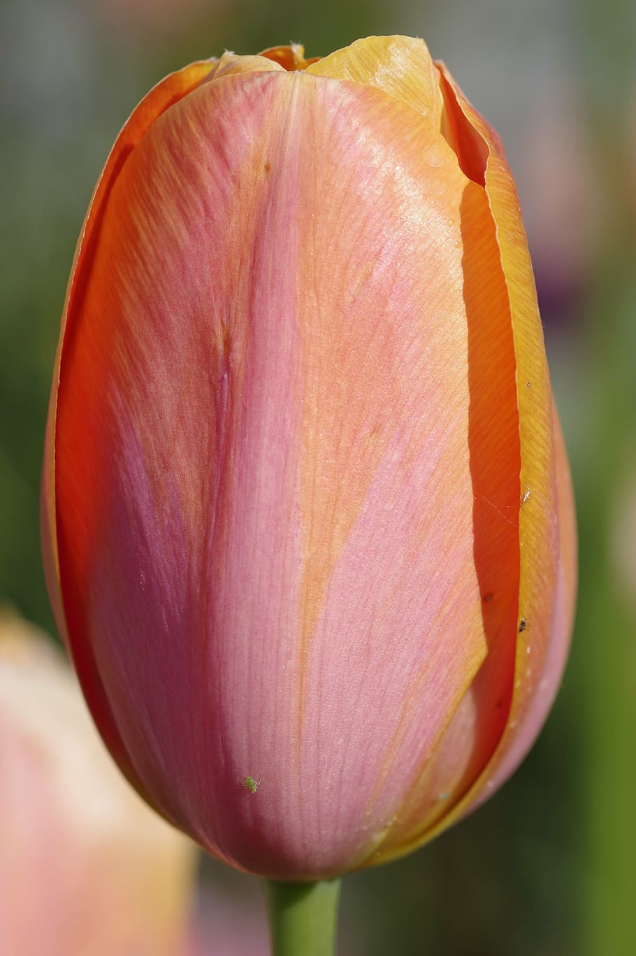 tulip, orange, red, cup, the petals, flower, macro, single HD wallpaper