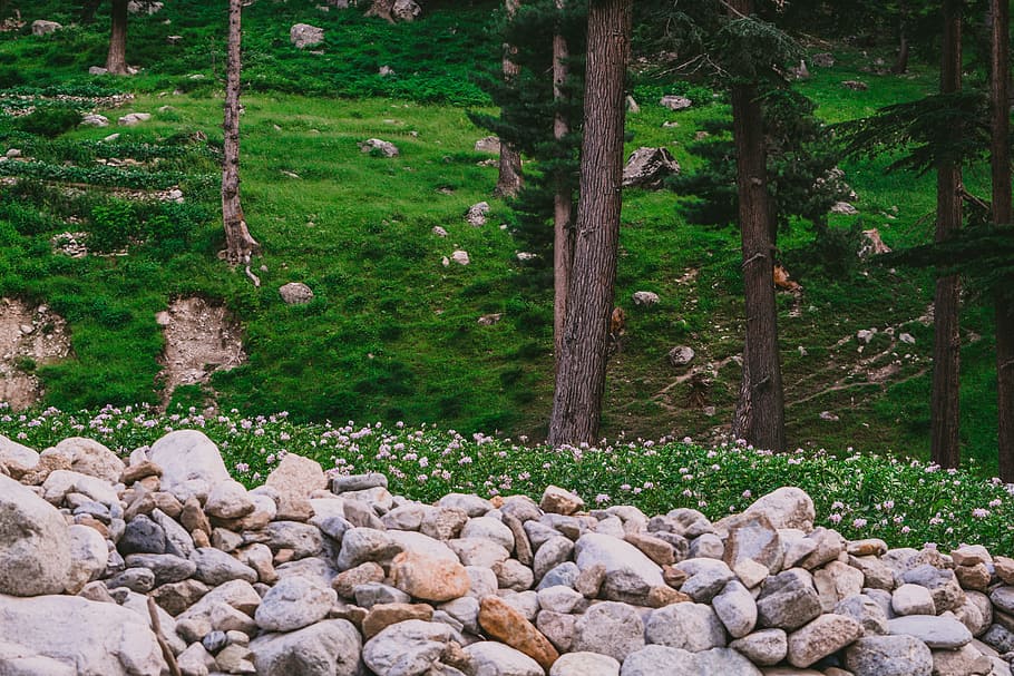 rock fragments near tall tress, pile of stones near mountain HD wallpaper