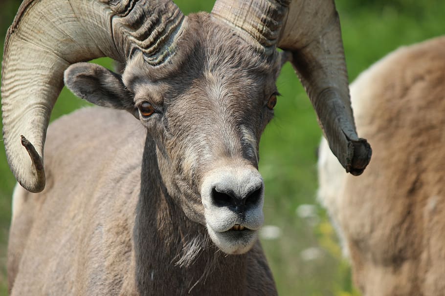 Bighorn, Ram, Male, Sheep, Mammal, Wild, nature, animal, outdoors, HD wallpaper