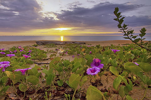 sea, dawn, sky, sunset, beach, clouds, dusk, flower, island, leaves HD wallpaper