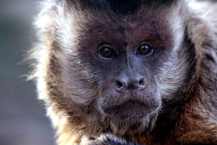capuchin, primacy, monkey, sapajus nigritus, brown capuchin HD wallpaper
