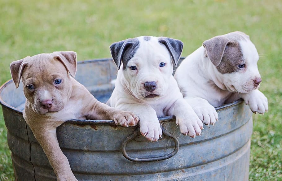 brown, white, and grey American pit bull terrier puppies, dog