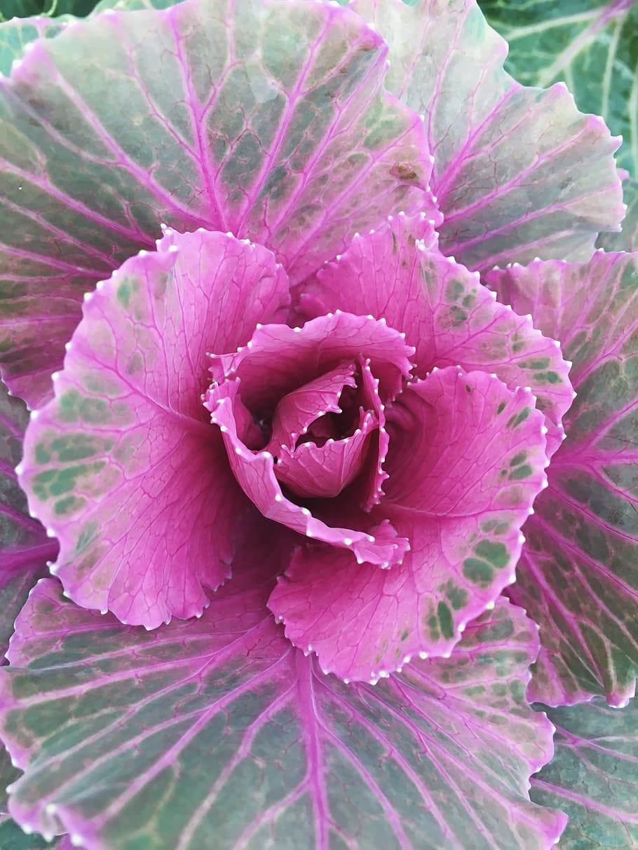 pyntekål, plant, have, flower, flowering plant, close-up, freshness HD wallpaper